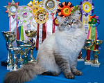 Кошки в Москве: Невский маскарадный кот на вязку Мальчик, 20 000 руб. - фото 2