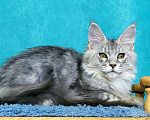 Кошки в Мытищах: Котенок Мейн-кун Мальчик, 30 000 руб. - фото 6