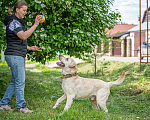 Собаки в Москве: Лабрадор Сева в добрые руки Мальчик, Бесплатно - фото 5