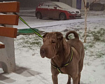 Собаки в Волгограде: Марго ищет Нового хозяина Девочка, Бесплатно - фото 1