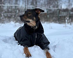 Собаки в Москве: Гермес Мальчик, Бесплатно - фото 2