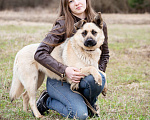 Собаки в Москве: Гвен, 2 года - собака-компаньон Девочка, Бесплатно - фото 6