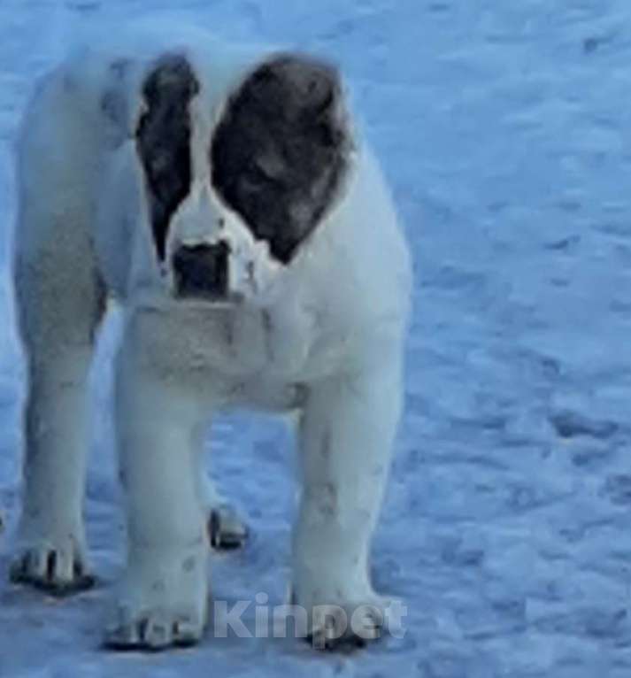 Собаки в Санкт-Петербурге: Продаются щенки САО Мальчик, 30 000 руб. - фото 1