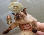 Кошки в Москве: Кошка Мальвина - очаровательная таичка в добрые руки Девочка, Бесплатно - фото 4