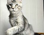 Кошки в Мытищах: Котенок Мейн-кун Мальчик, 50 000 руб. - фото 8