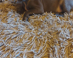 Собаки в Красноярске: Продам щенков левретки Мальчик, 10 000 руб. - фото 6