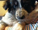 Собаки в Пензе: Щенки сестренки ищут дом ♥ Девочка, Бесплатно - фото 2
