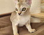 Кошки в Иваново: Сингапурские котята, редкая порода кошек Мальчик, 60 000 руб. - фото 2