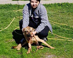 Собаки в Москве: Вика Девочка, Бесплатно - фото 1