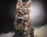Кошки в Санкт-Петербурге: Чёрный дым 💨 котик  Мальчик, 60 000 руб. - фото 1