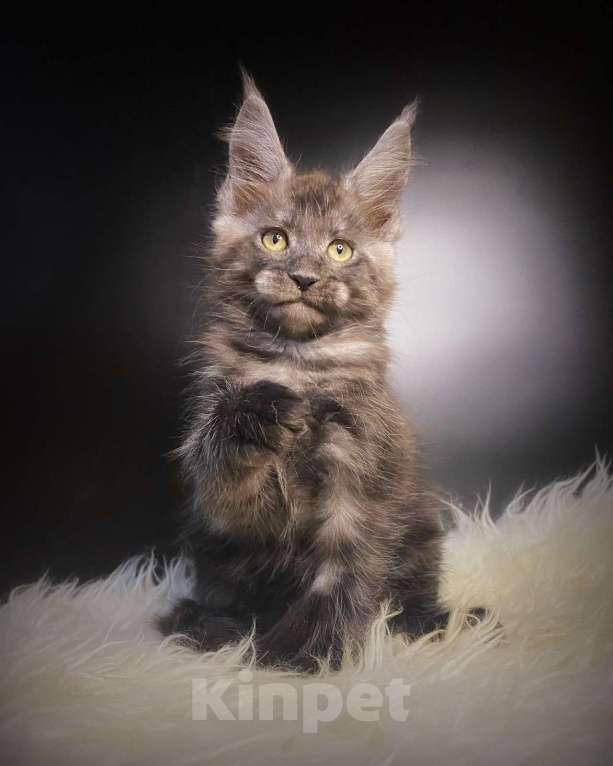 Кошки в Санкт-Петербурге: Чёрный дым 💨 котик  Мальчик, 60 000 руб. - фото 1