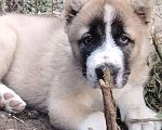 Собаки в Шахте: продам щенка алабая Девочка, 30 000 руб. - фото 2