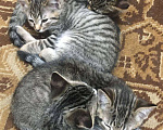 Кошки в Пензе: Шикарные котята дворянской породы. Мальчик, Бесплатно - фото 6