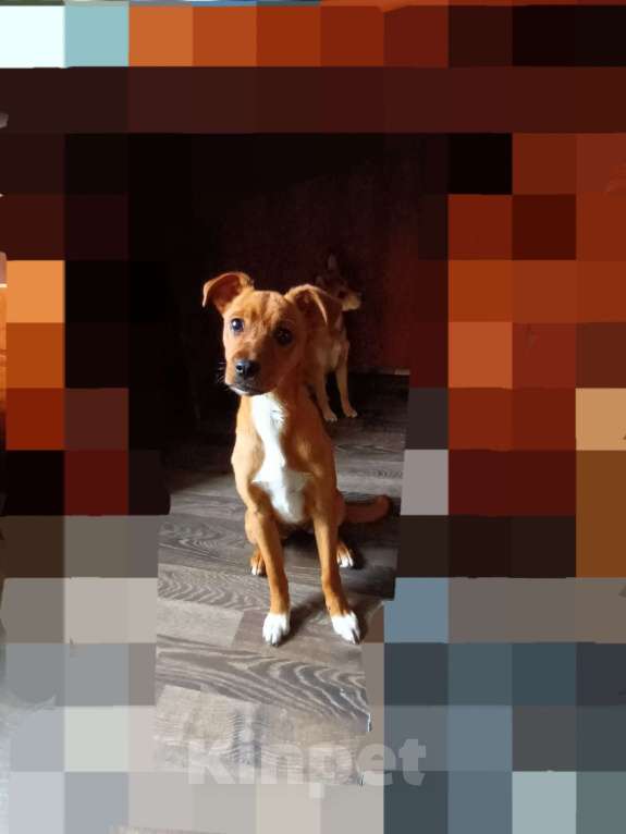 Собаки в Санкт-Петербурге: Щенок ищет семью Девочка, Бесплатно - фото 1