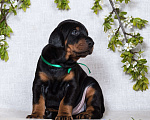 Собаки в Зеленограде: Кобель зеленая лента  Мальчик, 100 000 руб. - фото 5