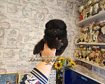Собаки в Москве: Кукольная мини девочка померанского шпица черного окраса РКФ Девочка, Бесплатно - фото 2
