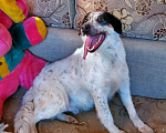 Собаки в Москве: Бинго супер пёс в поисках дома Мальчик, Бесплатно - фото 4