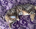 Кошки в Лангепасе: Продаю бенгальского кота Мальчик, 70 000 руб. - фото 1
