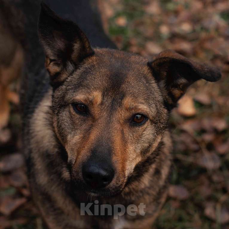 Собаки в Москве: Рене Девочка, Бесплатно - фото 1
