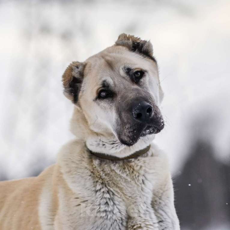 Собаки в Москве: Снаружи большой кангал, внутри маленькая лапочка Девочка, Бесплатно - фото 1