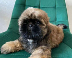 Собаки в Самаре: Ши-тцу красивые щенки из питомника, 50 руб. - фото 1