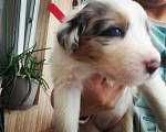Собаки в Коломне: Щенки породистые красавцы очень красивые и яркие Мальчик, 60 000 руб. - фото 1
