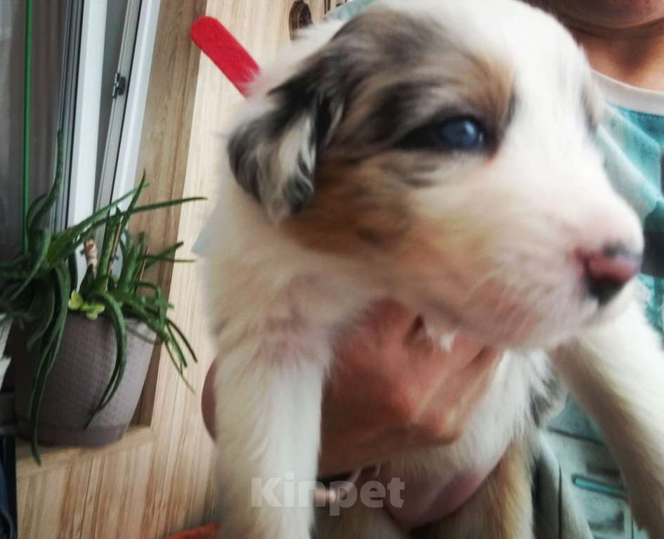 Собаки в Коломне: Щенки породистые красавцы очень красивые и яркие Мальчик, 60 000 руб. - фото 1