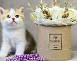 Кошки в Люберцах: Британский котенок Девочка, 25 000 руб. - фото 7