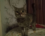 Кошки в Сыктывкаре: Отдаем кошек в хорошие руки Девочка, Бесплатно - фото 2