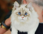Кошки в Москве: Особенный котик Варяг ищет надежных хозяев!  Мальчик, Бесплатно - фото 9