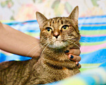 Кошки в Москве: Симпатичная полосатая кошка Шоколадка в дар  Девочка, Бесплатно - фото 6