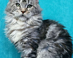 Кошки в Мытищах: Котенок Мейн-кун Девочка, 45 000 руб. - фото 2