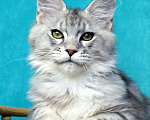 Кошки в Мытищах: Котенок Мейн-кун Мальчик, 30 000 руб. - фото 7
