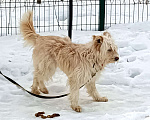 Собаки в Москве: Крсавица СТЭФФАНИ в поисках семьи Девочка, Бесплатно - фото 4