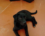 Собаки в Белгороде: Продам щенка лабрадор 4 месяца Мальчик, 5 000 руб. - фото 3