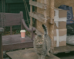 Кошки в Балашихе: Классическая полосатая Мурка 3,5 г. из приюта Девочка, Бесплатно - фото 8
