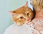 Кошки в Москве: Кошечка Апельсинка - рыжая красавица в добрые руки Девочка, Бесплатно - фото 5
