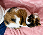 Кошки в Москве: Кошка Пятнашка – трехцветная обаяшка в добрые руки Девочка, Бесплатно - фото 4