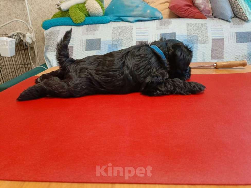 Собаки в Москве: Щенки цвергшнауцера Мальчик, 70 000 руб. - фото 1