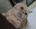 Кошки в Москве: Бывшедомашний выброшенный на моро котик ищет дом Мальчик, 1 руб. - фото 1