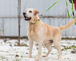 Собаки в Москве: Породистый лабрадор Сеня ищет дом Мальчик, Бесплатно - фото 2
