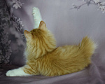 Кошки в Егорьевске: Котенок Курильского бобтейла Мальчик, 45 000 руб. - фото 4