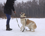 Собаки в Видном: Алабай Узра, 2 года Девочка, Бесплатно - фото 3