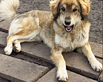 Собаки в Кемерово: Умный щенок в добрые руки Девочка, 100 руб. - фото 1