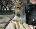 Собаки в Москве: Белочка в добрые руки Девочка, Бесплатно - фото 4