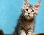 Кошки в Мытищах: Котенок Мейн кун Мальчик, 45 000 руб. - фото 1