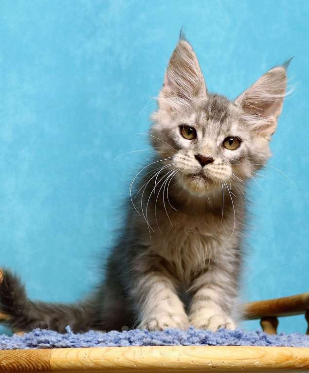 Кошки в Мытищах: Котенок Мейн кун Мальчик, 45 000 руб. - фото 1