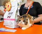Кошки в Новосибирске: Продажа экзотической короткошерстной кошки Девочка, 35 000 руб. - фото 5