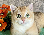 Кошки в Екатеринбурге: Золотце с изумрудными глазами Мальчик, Бесплатно - фото 2