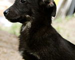 Собаки в Москве: Маленький щенок коротколапик Дружок в добрые руки Мальчик, 1 руб. - фото 2